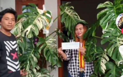 Tanaman Hias Monstera Variegata Laku Rp 225 Juta