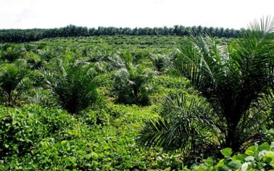 Ribuan Hektar Kebun Sawit Koto Garo Diduga Ilegal