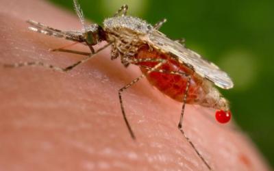 Bau Ayam Hidup Efektif Pencegah Gigitan Nyamuk Malaria