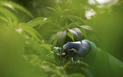 Canberra, Kota Pertama di Australia yang Legalkan Ganja