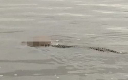 Cerita Buaya Sepanjang 3 Meter Antar Jasad Balita ke Tepian Sungai