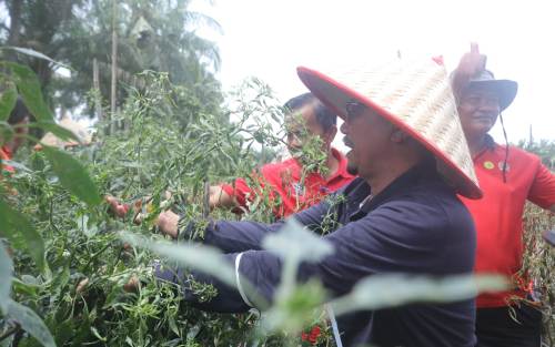 Tekan Inflasi Daerah, Sekda Siak Ajak Masyarakat Tanam Cabe Merah