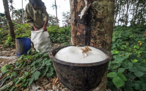 Pekan Ini Harga Karet Kering di Riau Naik Tipis