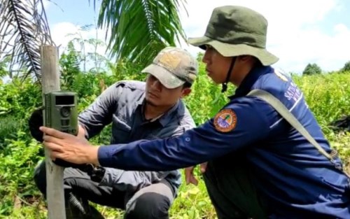 Samino Tewas Mengenaskan Diterkam Harimau di Dumai 