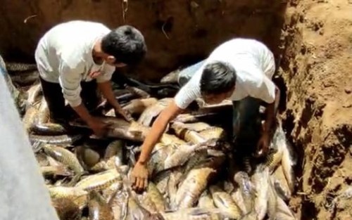 3 Ton Ikan yang Dimitoskan di Sumbar Mati Usai Gempa