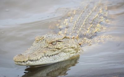 Buaya Muara Teror Warga di Pinggiran Sungai Siak 