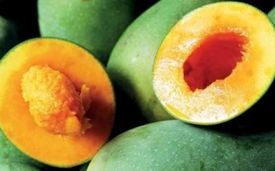 5 Fakta Mangga Alpukat yang Perlu Kamu Tahu