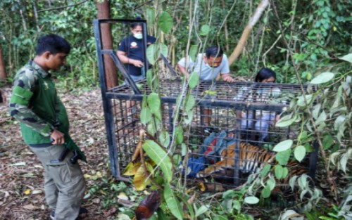 BBKSDA Tangkap Harimau Diduga Pemangsa Warga