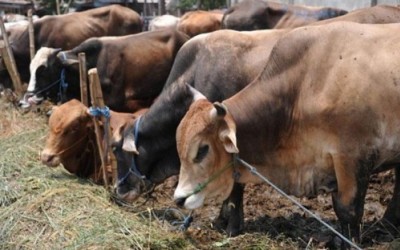 Ahmad Syah Perintahkan Distanak Awasi Hewan Kurban