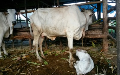 Permintaan Sapi Kurban di Riau Tahun ini Menurun