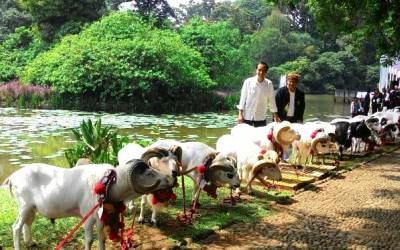 Jokowi Hadiri Kontes Domba dan Kambing Piala Kemerdekaan RI