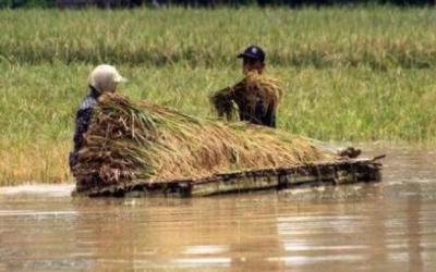 Ribuan Sawah di Jambi Terendam Banjir dan Gagal Panen