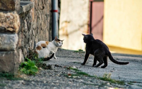 Penyebab dan Cara Mengatasi Kucing Berkelahi di Rumah