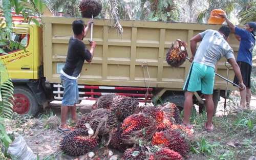 Harga Sawit di Riau Naik Tipis, Tertinggi Capai Rp 2.630 Per Kg