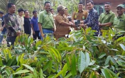 Potensi Daerah, Siak Segera Jadi Sentra Durian Montong