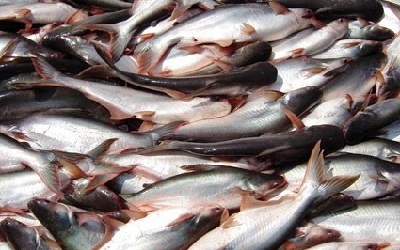 Menteri Susi Rencana Ekspor Patin dan Bandeng ke Timur Tengah