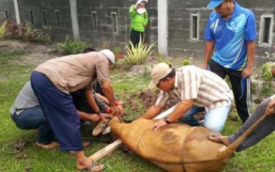 Bappeda Bengkalis Kurban 9 Ekor, BLH 4 Ekor