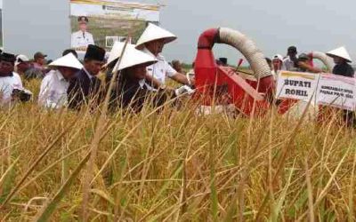 Pemerintah Ingin Jadikan Kabupaten Rohil Lumbung Pangan