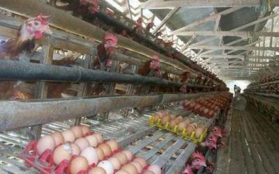 Kini Harga Telur dan Daging Ayam Berangsur Baik