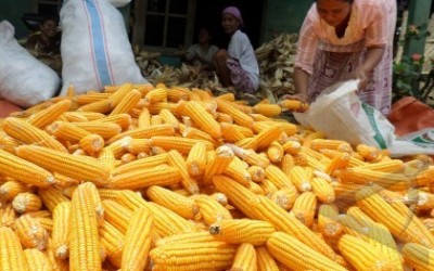 Dongkrak Produk Lokal, Pemerintah Stop Impor Jagung