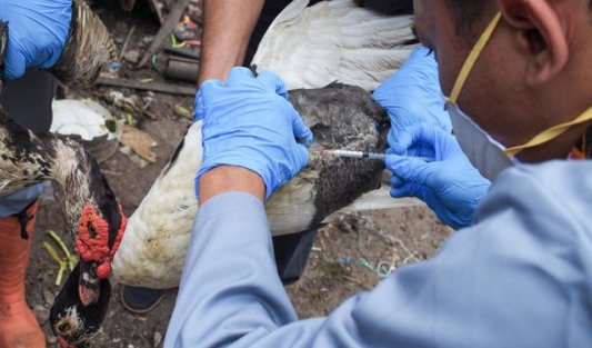 Ratusan Unggas yang Mati di Bangkinang Positif Flu Burung