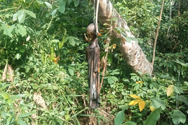 Pencari Bambu Temukan Mr X Tergantung di Pohon Karet