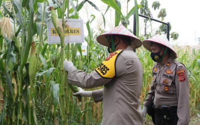 Ketahanan Pangan, Kapolres Majalengka Panen Jagung & Lele