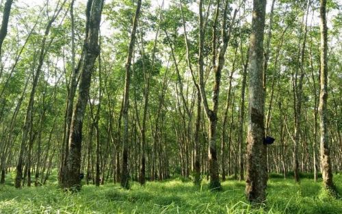 6 Negara Penghasil Karet Terbesar di Dunia, Indonesia Peringkat Atas!