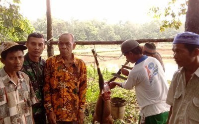 Ritual Potong Ayam dan Kambing Awali Musim Tanam Padi Rimbo Hapar