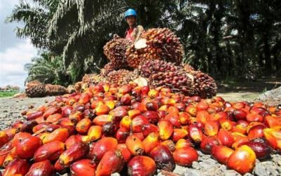 Harga TBS Kelapa Sawit Riau Turun, Jadi Rp2.361 per Kg 