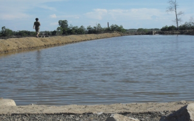 Hutan Mengrove di Bantan 'Disulap' Jadi Tambak Udang