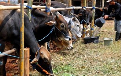 Kebutuhan Hewan Kurban di Pekanbaru Diprediksi Meningkat