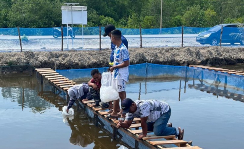 Posal Selatpanjang Tebar 8.500 Benih Ikan di Tambak