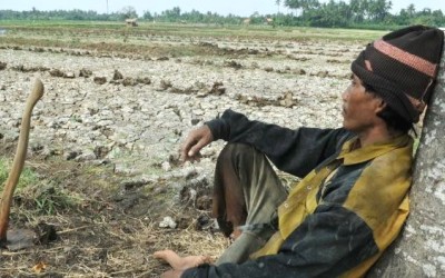 17.000 Hektar Sawah Indonesia Gagal Panen Akibat Kekeringan