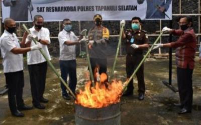 Polres Tapsel Bakar 9,8 Kg Ganja Hasil Tangkapan