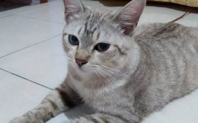 Ini Penyebab Kucing Mencakar dan Berontak Saat Dibelai