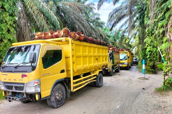 Satgas PKH Riau Kecolongan, PT. Torus Ganda Diduga Selundupkan TBS Kerugian Ditaksir Miliaran Rupiah