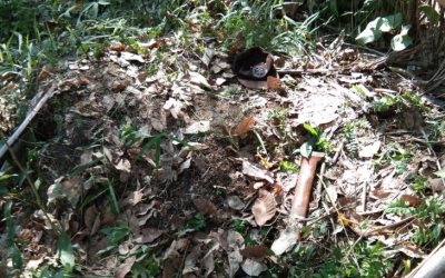 Monyet Serang Warga Mekar Jaya Hingga Meninggal