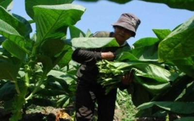 Asosiasi Minta Pemerintah Batasi Impor Tembakau