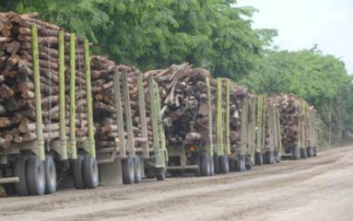 Koperasi SBB Jual Kayu Kebun K2i ke Perusahaan Kertas