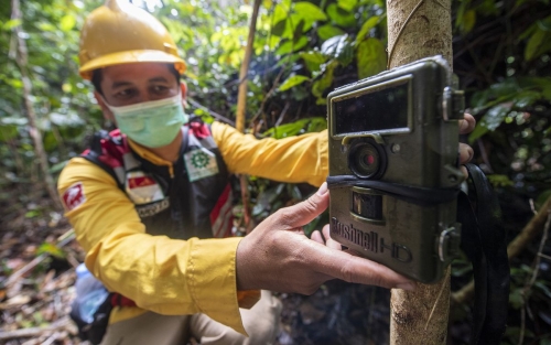 BKSDA Riau Pasang 5 Kamera Trap Sekitar Lokasi Korban Diterkam Harimau