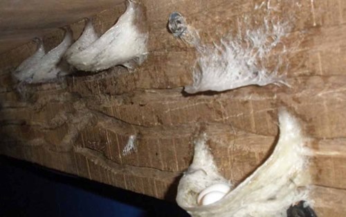 Porang dan Sarang Walet jadi Prioritas Ekspor