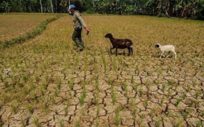 28 Provinsi Terancam Kekeringan Akibat Kemarau