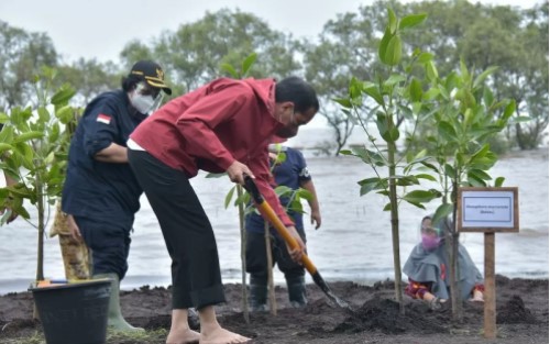 Jokowi Lakukan Penanaman Mangrove di Pantai Raja Kecik