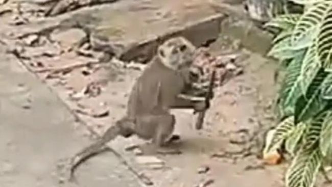 Heboh Monyet Liar Bawa Pisau-Kejar Warga Permukiman di Batam