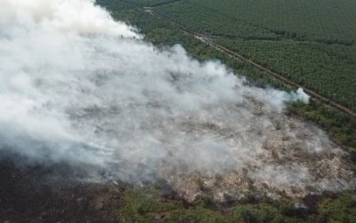 PT SRL dan PT Priatama di Pulau Rupat 'Sumbang Asap'