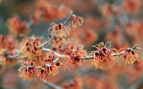 Manfaat Witch Hazel, Bunga Ajaib Pembasmi Jerawat