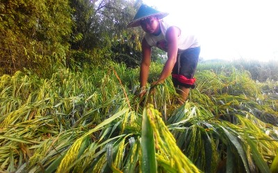 Petani Ponorogo Merugi, Tanaman Padi Hancur Diterjang Angin