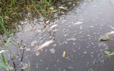 Ikan Mengapung Akibat Limbah Cemari Kanal di Pelalawan