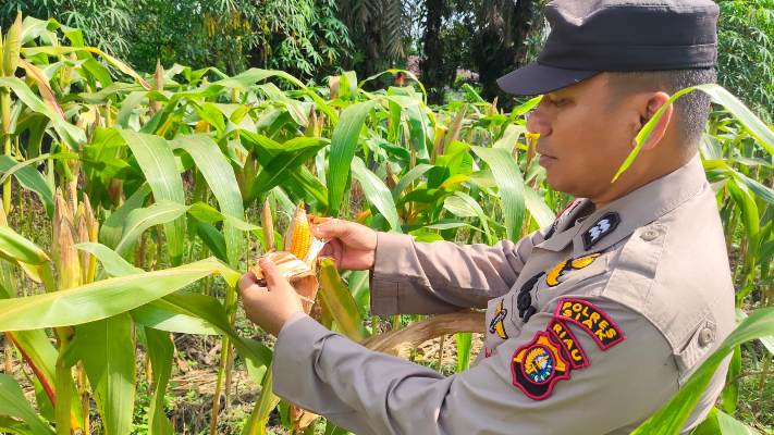 Kanit Binmas Polsek Bungaraya dan Bhabinkamtibmas Temusai Pantau Tanaman Jagung